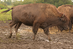 Bison Farm