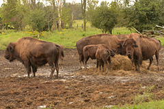 Bisons on the farm in Perth