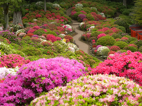 Japan Spring Gardens